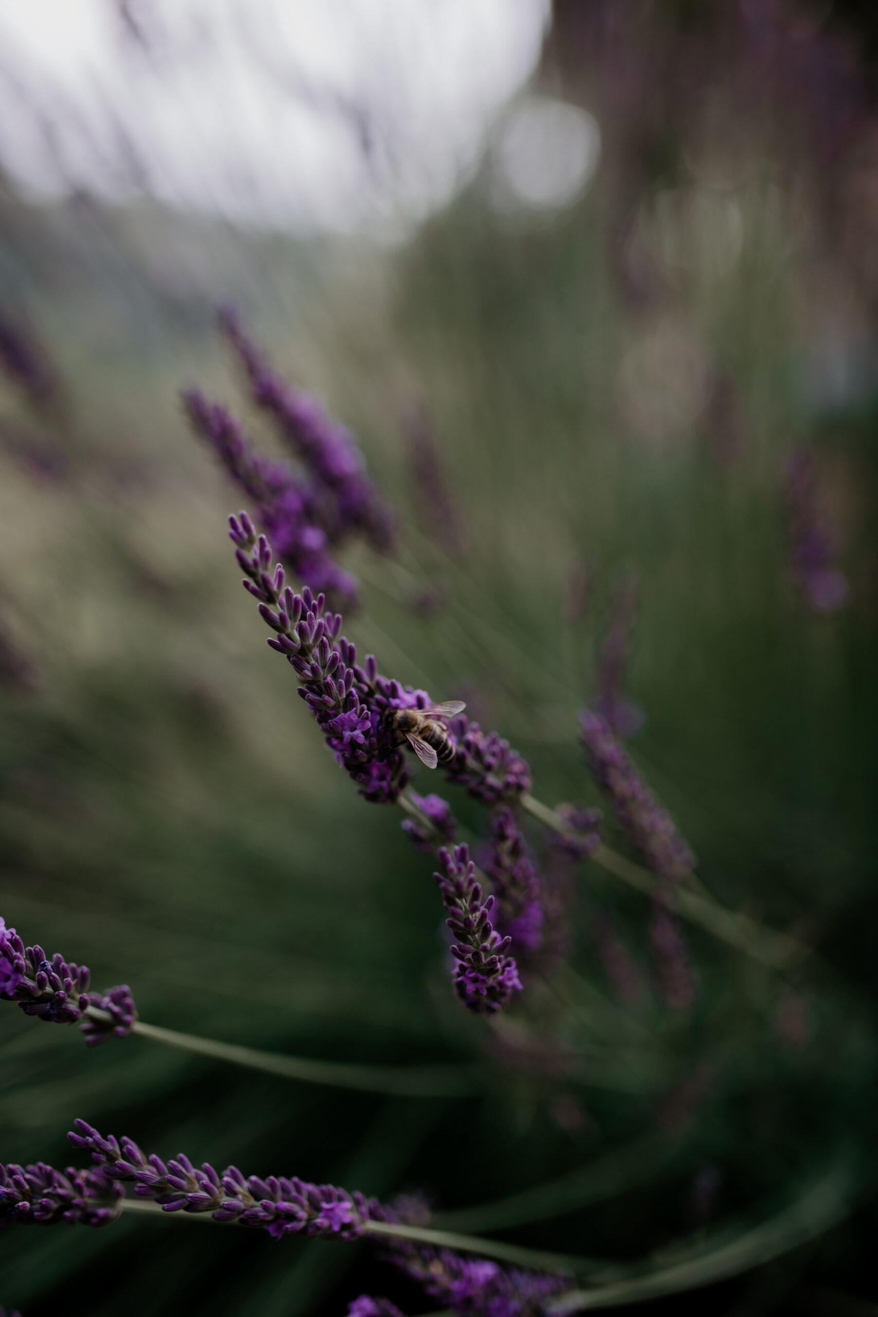 Lavendel Close Up mit Biene