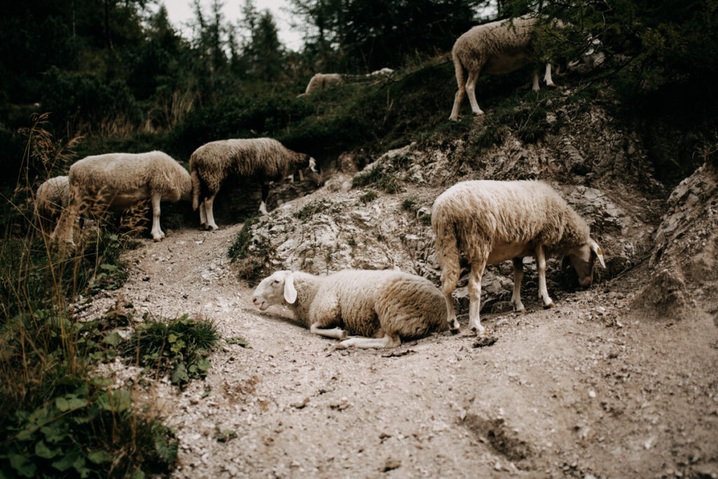 Schafe in den Julischen Alpen in Slowenien
